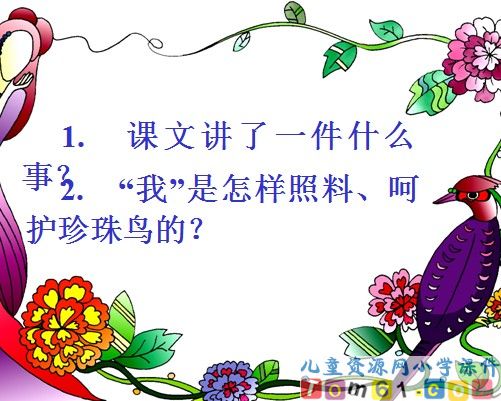 珍珠鸟课件9