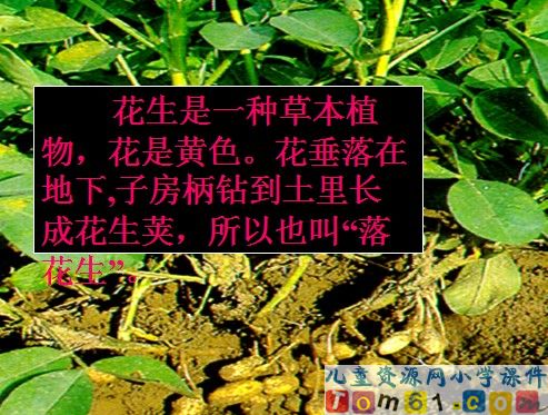 落花生课件18