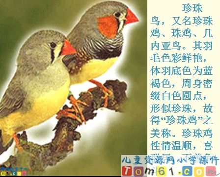珍珠鸟课件19