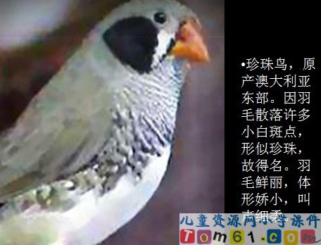 珍珠鸟课件11