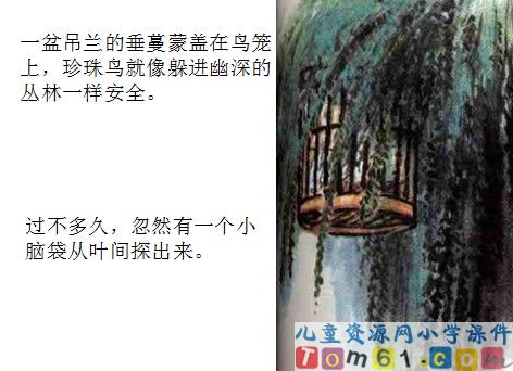 珍珠鸟课件12