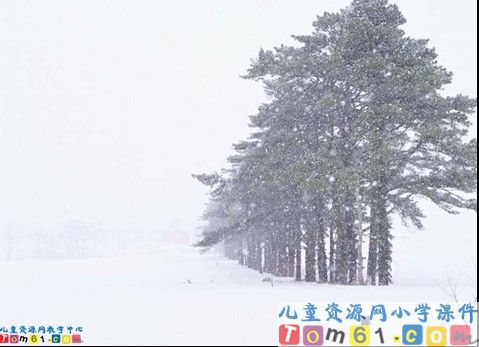白杨