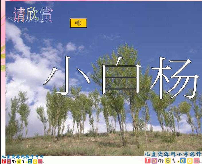 白杨