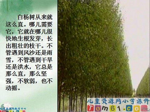 白杨课件8