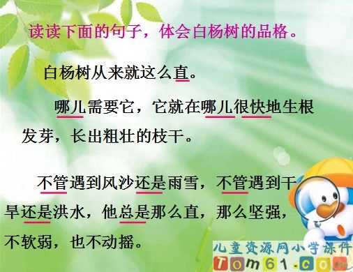 白杨课件6