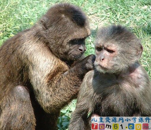 猴王出世课件8