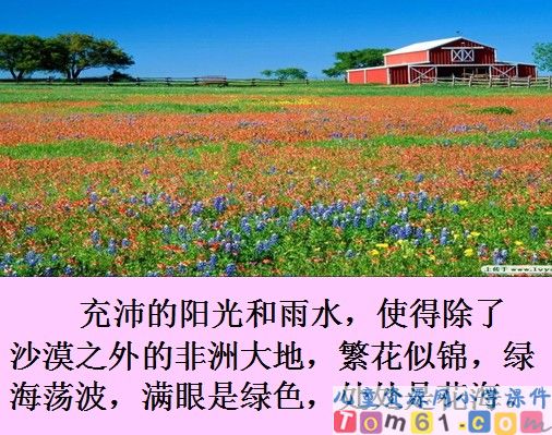 彩色的非洲课件7