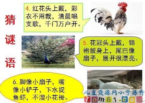 比尾巴课件33