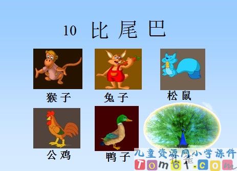 比尾巴课件12