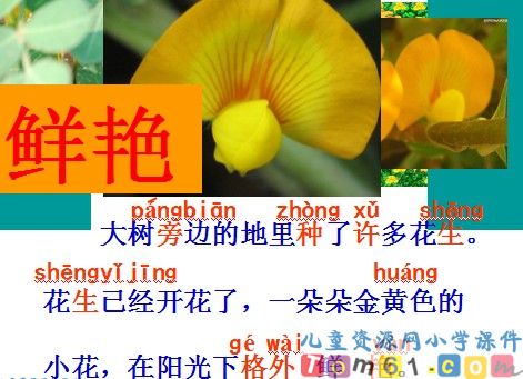 小松鼠找花生课件11