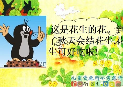 小松鼠找花生课件21