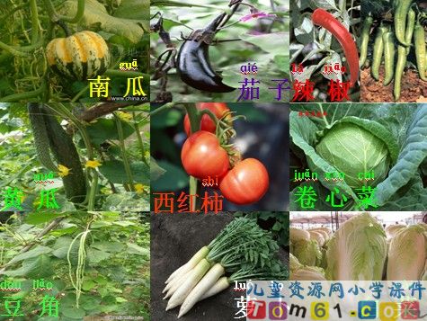 菜园里课件28