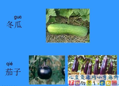菜园里课件27