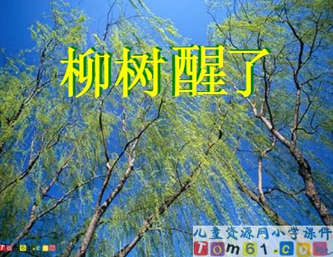 柳树醒了课件2