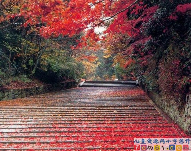 美丽的小路