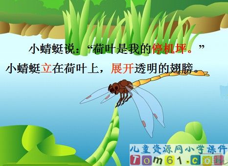 荷叶圆圆课件18