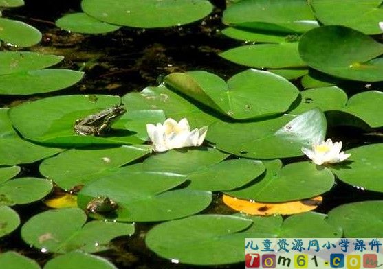 荷叶圆圆课件35