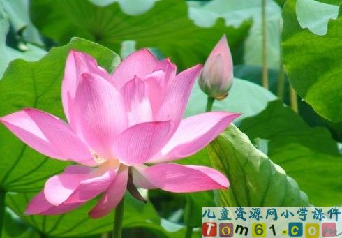 荷叶圆圆课件41