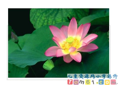 荷叶圆圆课件31