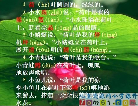 荷叶圆圆课件20