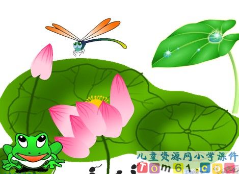 荷叶圆圆课件25