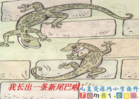 小壁虎借尾巴课件7