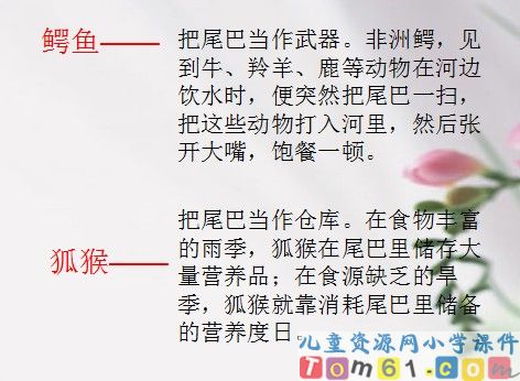 小壁虎借尾巴课件13