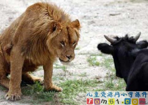 两只小狮子课件13