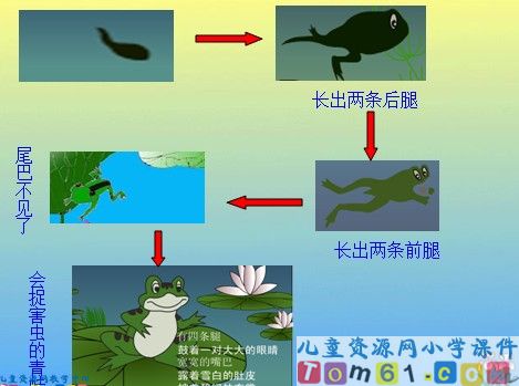 小蝌蚪找妈妈课件21