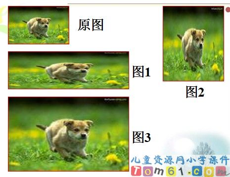 《图形的放大与缩小》