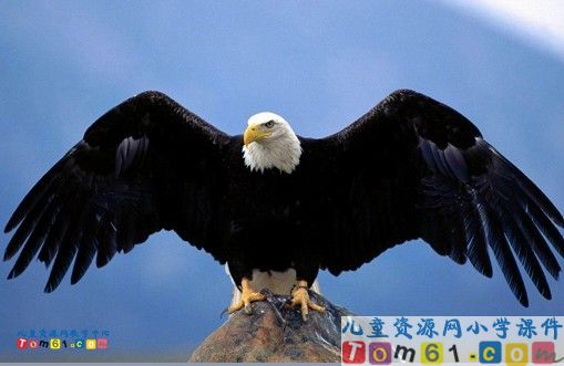 《小鹰学飞》