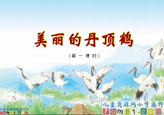 《美丽的丹顶鹤》