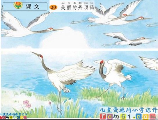 《美丽的丹顶鹤》