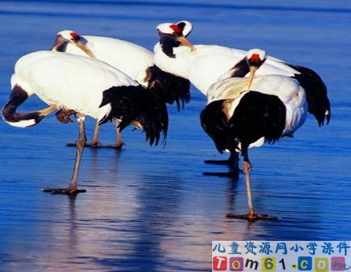 《美丽的丹顶鹤》