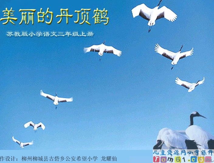 《美丽的丹顶鹤》