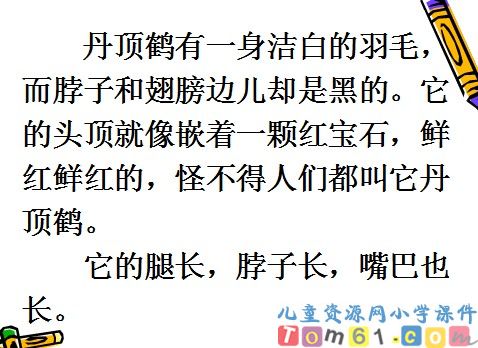 《美丽的丹顶鹤》
