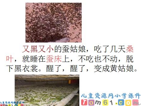 蚕姑娘课件9