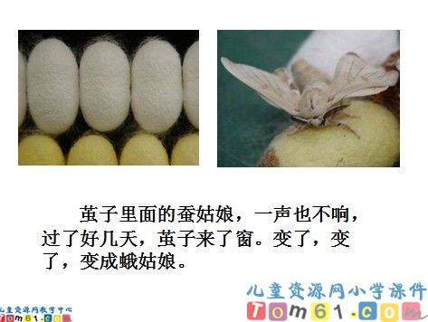 蚕姑娘课件5