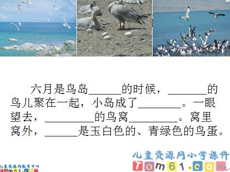 鸟岛课件12