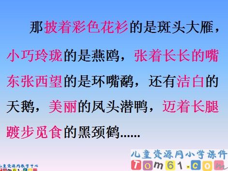 神奇的鸟岛课件7