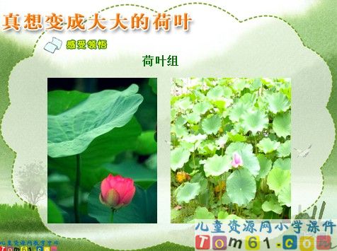 真想变成大大的荷叶课件5