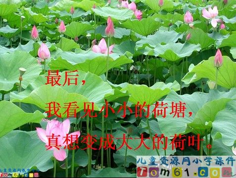 真想变成大大的荷叶课件3