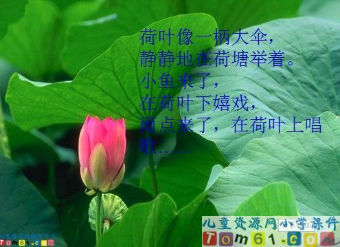 真想变成大大的荷叶课件11