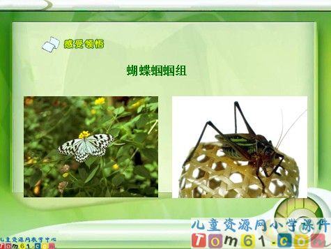 真想变成大大的荷叶课件6