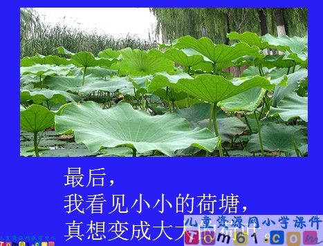 真想变成大大的荷叶课件23