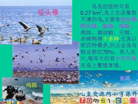 鸟岛课件23
