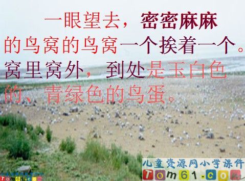 鸟岛课件16