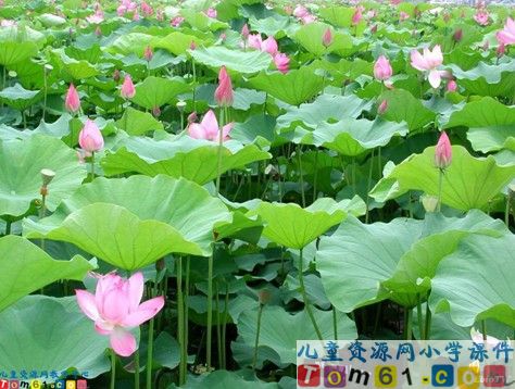 真想变成大大的荷叶课件9