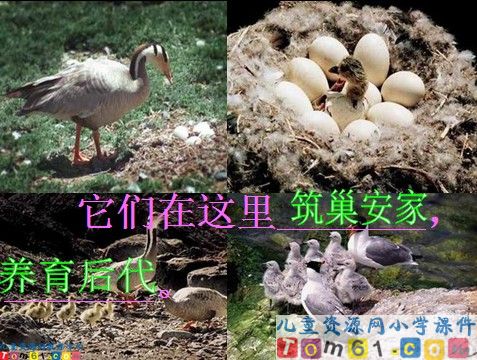 鸟岛课件22