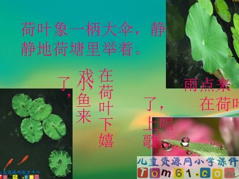 真想变成大大的荷叶课件16
